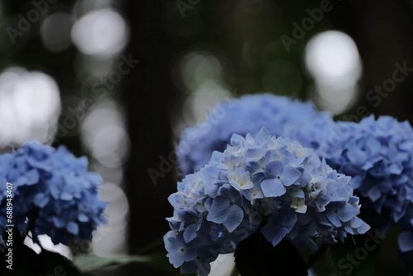 Obraz 森の中のアジサイ