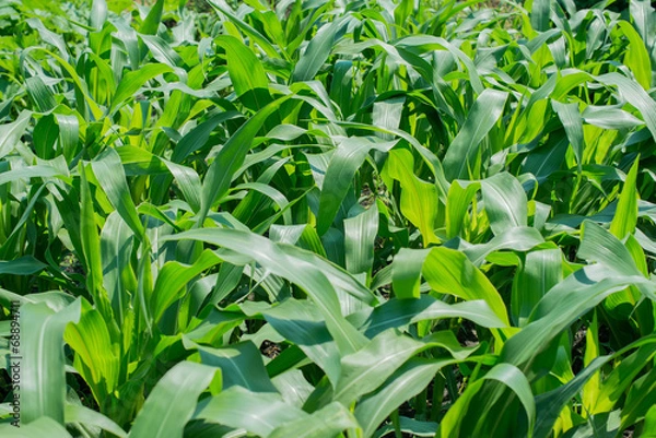 Obraz a green corn field, farming field