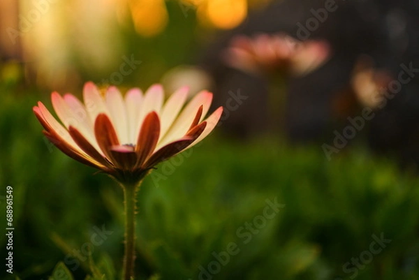 Obraz 夕方の柔らかな光