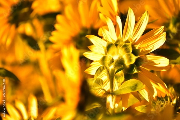 Obraz ヒマワリのうなじ