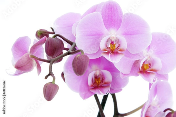 Obraz Violet orchid