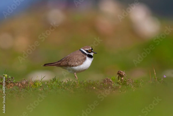 Fototapeta Charadrius dubius (little-ringed plover) posting in nature of Turkey