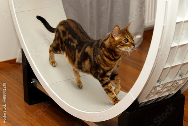 Fototapeta Bengali cat walks in a treadmill at home