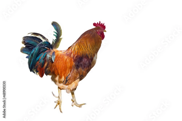 Fototapeta Rooster with spurs.