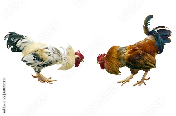 Fototapeta Cockfighting.
