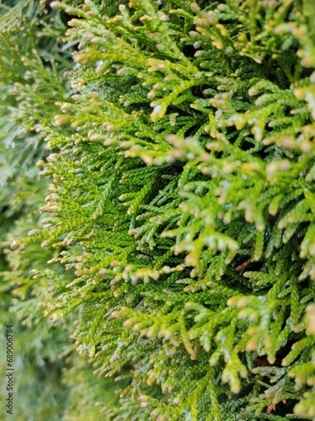 Fototapeta green moss background