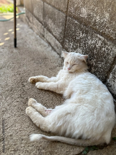 Fototapeta my love cat