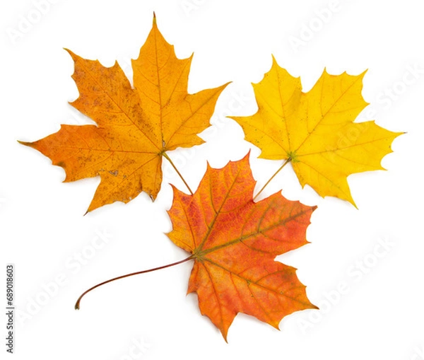 Fototapeta set of autumn maple leaves isolated on white background