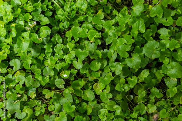 Obraz Green leaf texture. Green leaves pattern background. Natural background and wallpaper