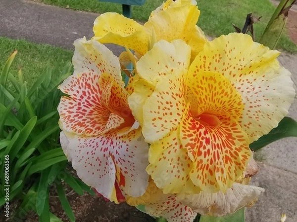 Fototapeta Close-up view of bright, beautiful and colorful canna lily flower