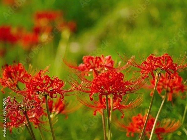Fototapeta 土手に咲く赤い彼岸花のアップ