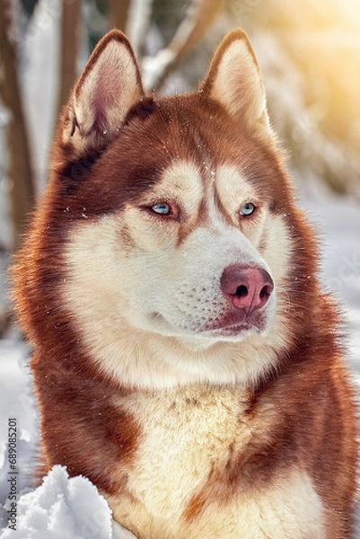 Obraz Beautiful red husky dog with blue eyes. Closeup winter portrait of a Siberian husky dog in sunny snowy forest.