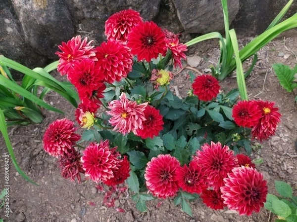 Fototapeta Close-up of beautiful red dahlia coccinea flower