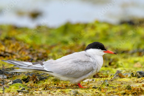 Fototapeta Common Tern