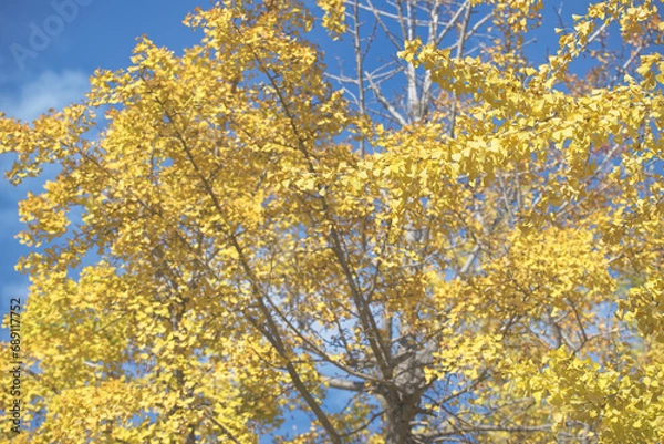 Fototapeta 秋の黄色