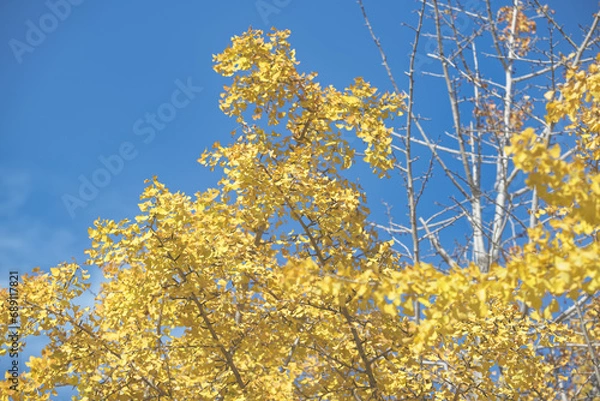 Fototapeta 秋の黄色