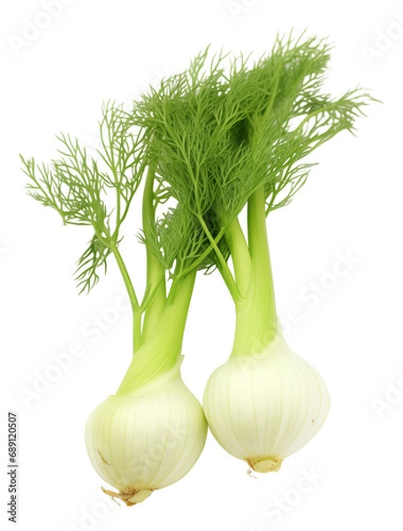 Obraz fennel and onion