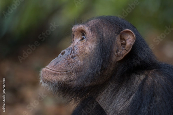 Obraz Chimpanzee portrait