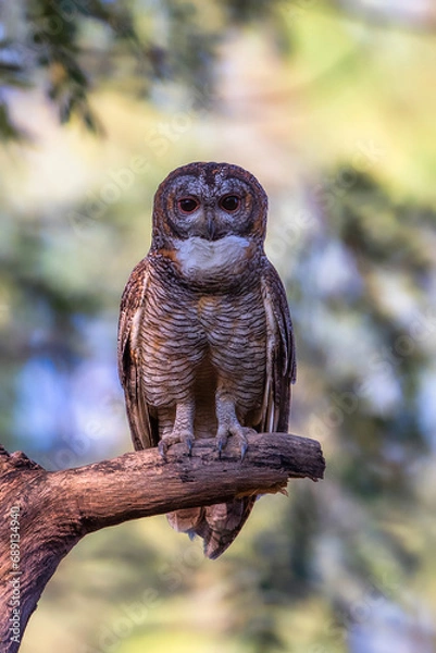 Fototapeta mottled wood owl on the tree