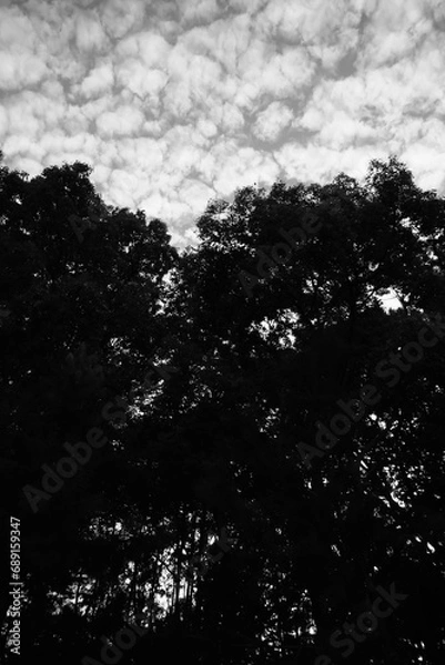 Obraz モノクロ風景～木々と空