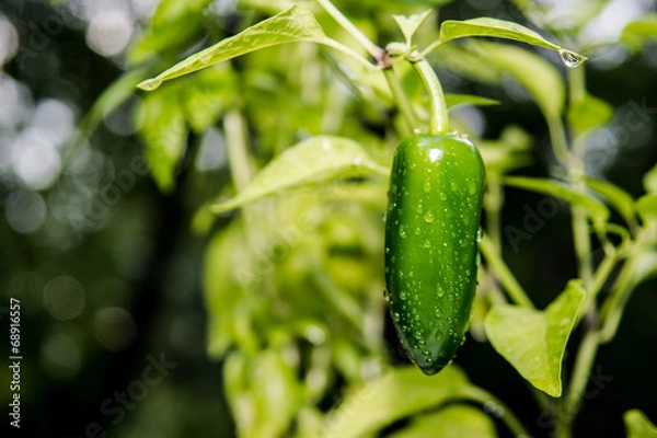 Fototapeta Jalapeno