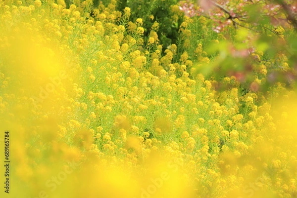 Obraz たくさんの菜の花