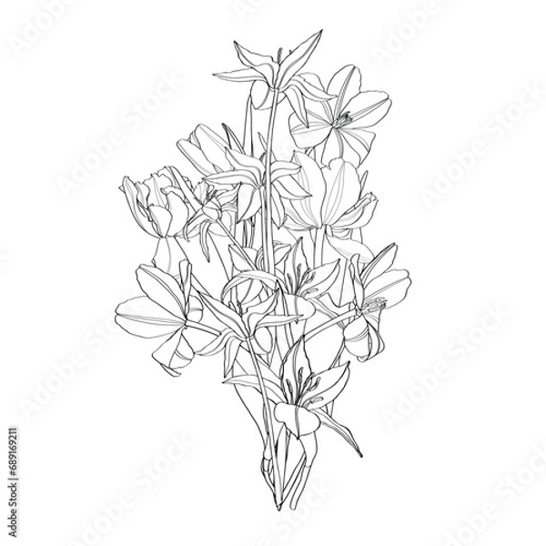 Fototapeta Spring tulips Flowers. Vintage botanical illustration. Design element. Black and white. Engraving.