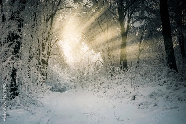 Obraz sun light in snowy winter woods