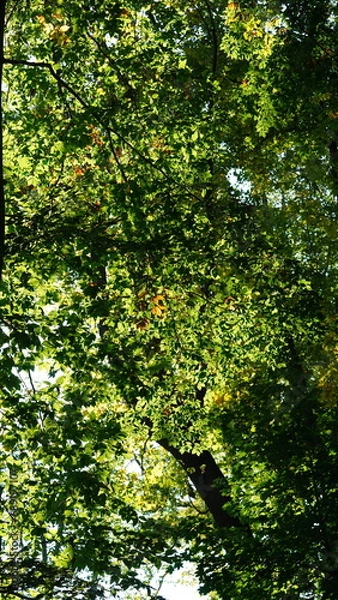 Fototapeta The beautiful autumn view with the colorful trees and leaves in the park