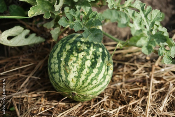 Obraz Маленький арбуз на грядке