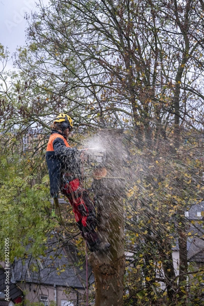 Obraz Tree Surgeon Felling Ash Tree