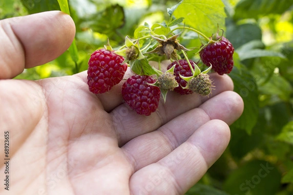 Fototapeta Raspberries.  Ripe Raspberry In The Fruit Garden