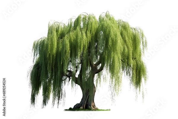 Fototapeta Willow Tree