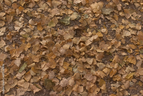 Obraz Ground full of fallen leaves in autumn