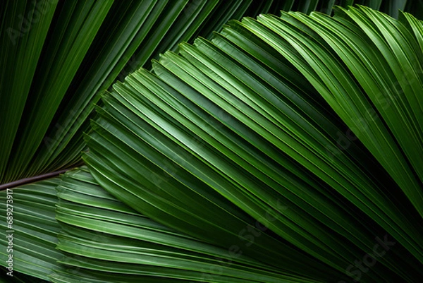 Fototapeta The ornamental garden is adorned with the bottle palm tree leaf's green, textured foliage.
