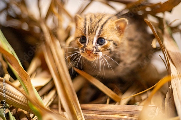 Obraz Portrait of a Rusty spotted cat kitten in rehabilitation