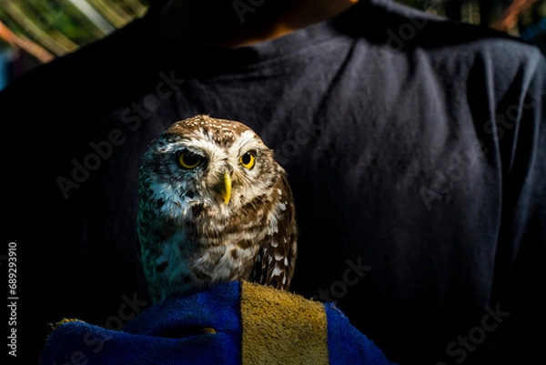 Obraz Portrait of a Spotted owlet in a rehabilitation center