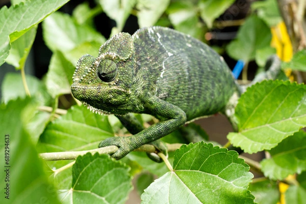 Obraz Chameleon on a branch