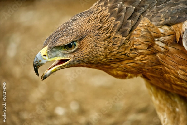 Obraz Portrait of a Bonelli's Eagle