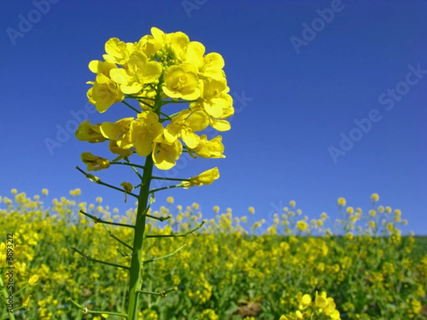 Obraz rape in bloom