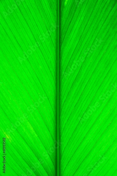 Obraz Green leaf macro