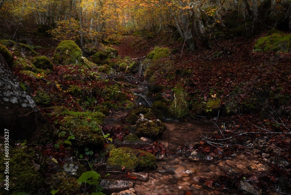 Obraz hayedo en otoño