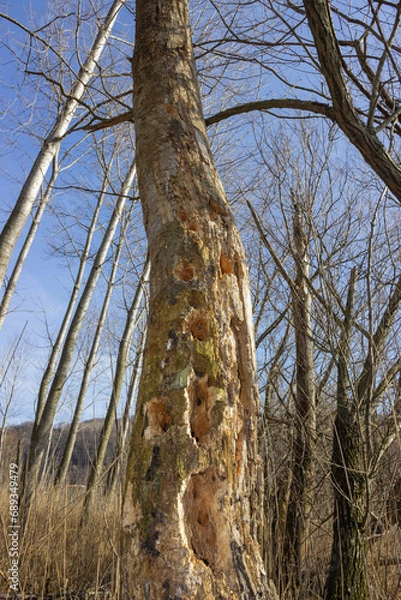 Fototapeta Tree trunk with holes made by the woodpecker. Spring forest. Vertical image.
