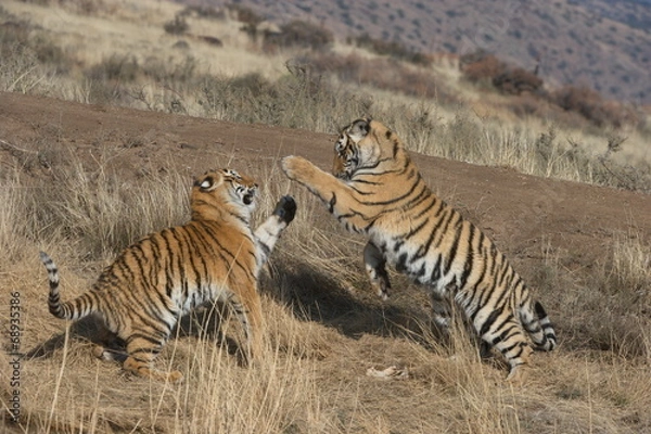 Obraz Bengal Tigers playing