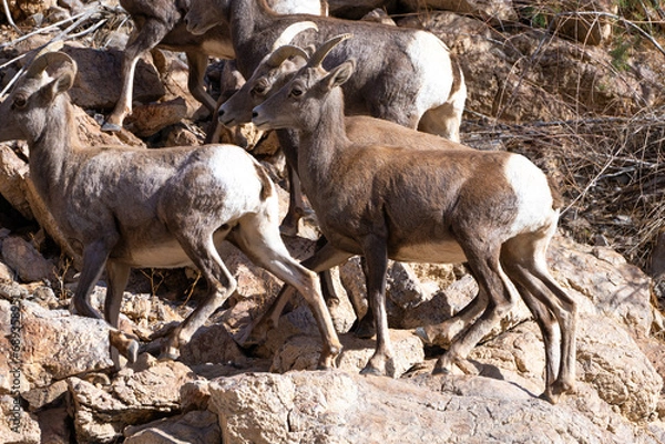 Obraz Bighorn Sheep in Northern Arizona. Located near Lake Mead, Hoover Dam on the Arizona Nevada border.