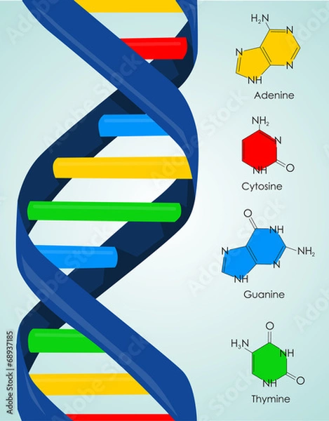 Fototapeta DNA