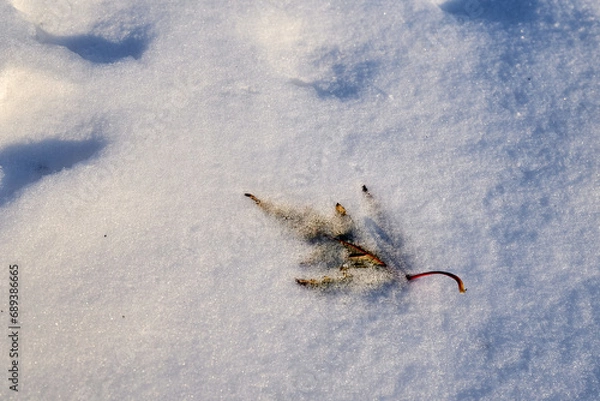 Obraz lonely leaf in snow