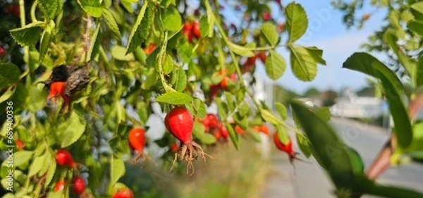 Fototapeta Dog rose fruits (Rosa canina) in nature. red rose hips on bushes with blurred background