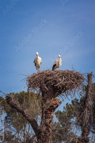 Fototapeta pair of storks in their nest, storks bring babies and good news