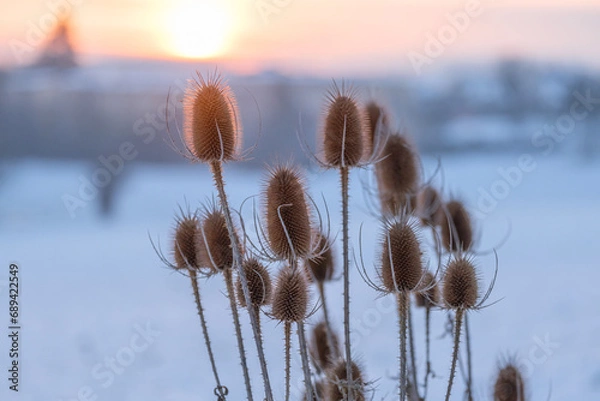 Fototapeta Dry flowers of wild teasel or fullers teasel, dipsacus fullonum or dipsacus sativus on sunset, closeup.